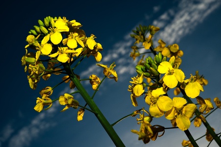 Close up, macro, rape field plant