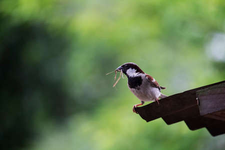 Indian Common male house sparrow sitting on satara and carried grass for Nestの写真素材