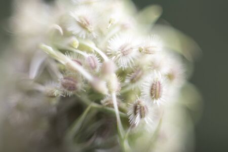 plantの写真素材