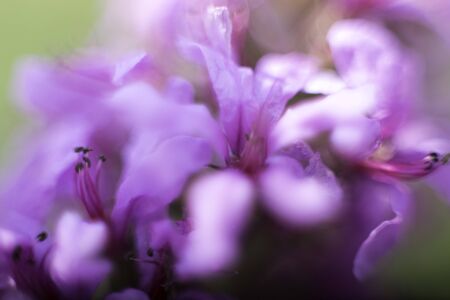 flowerの写真素材