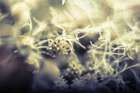 plantの写真素材