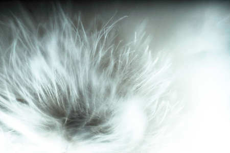 plantの写真素材