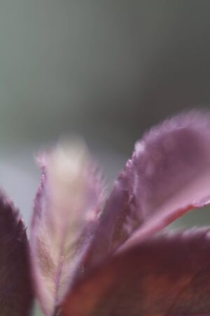 plantの写真素材