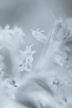 plantの写真素材