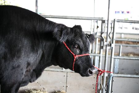 circus, colors, fun, circle, speed, ride, background,の写真素材