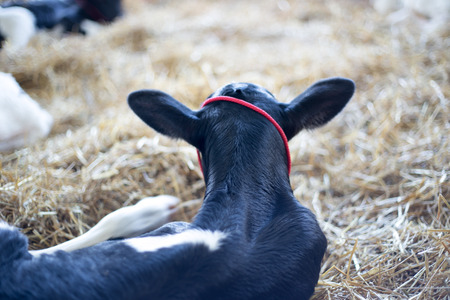 circus, fun, ride,   close up , macro, aspect, partial, backgroundの写真素材
