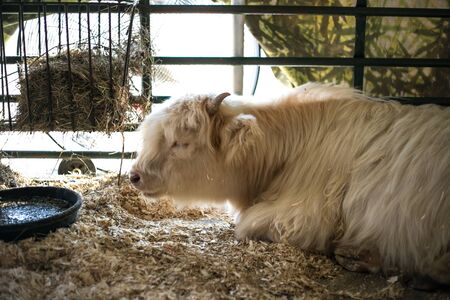 circus, colors, fun, circle, speed, ride, background,の写真素材