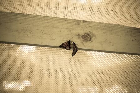 circus, colors, fun, circle, speed, ride, background,の写真素材