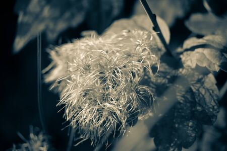 plantの写真素材