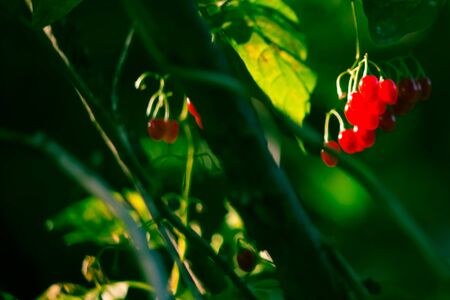 plantの写真素材