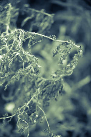 plantの写真素材