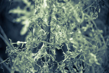 plantの写真素材