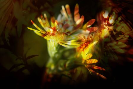 flower macroの写真素材