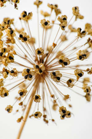 dry brown wild onion flower isolated on backgroundの写真素材