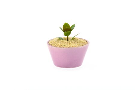 On a sesame seed grows a flower in a cup on a white backgroundの写真素材
