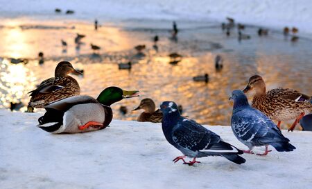 Wild ducks and pigeons in freezing winter pond eating breadの写真素材