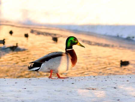 Wild duck standing on the shore of the pond with the sun at sunsetの写真素材