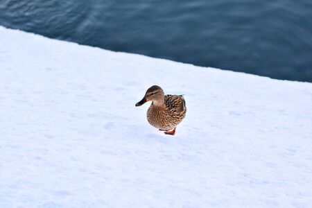 Wild gray duck walking through the snow by a pondの写真素材
