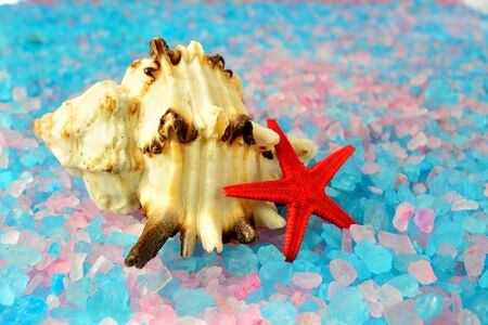 Shells and starfish on a sea salt of different colors
