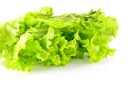 Fresh green lettuce leaves on a white backgroundの写真素材