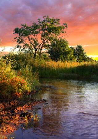 Tree on the bank of the river at sunset in summerの写真素材