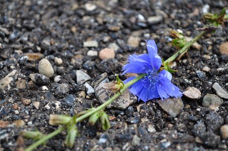 Knapweed flower lies on the road from stonesの写真素材