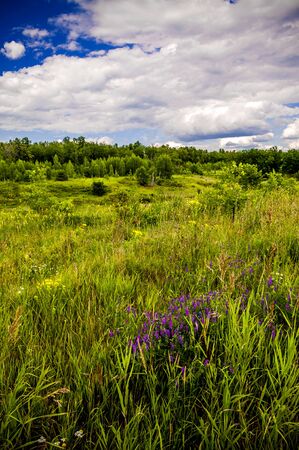 Purple flowers in a field on a background of cloudsの写真素材