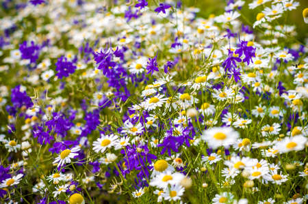 Blue and white wildflowers in summer meadowの写真素材