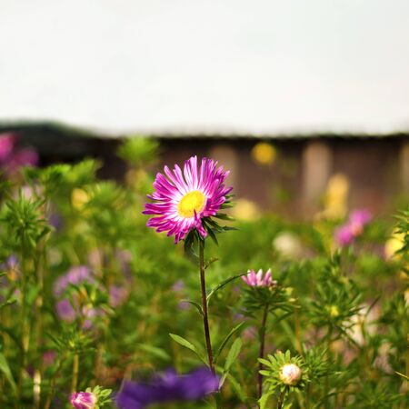 Purple aster in August in the gardenの写真素材