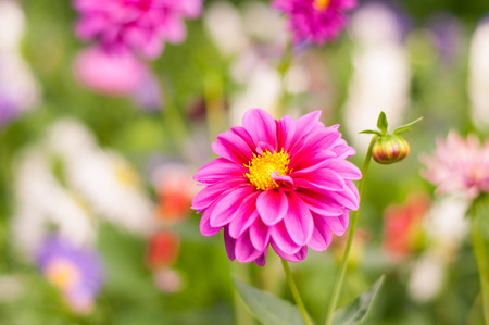 Pink dahlias blossomed in the summer in the gardenの写真素材