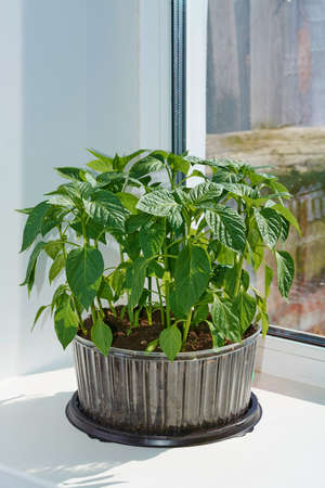 Seedlings of pepper on the Bulgarian box springの写真素材