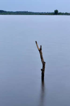 Tree branch sticking out of the water at duskの写真素材