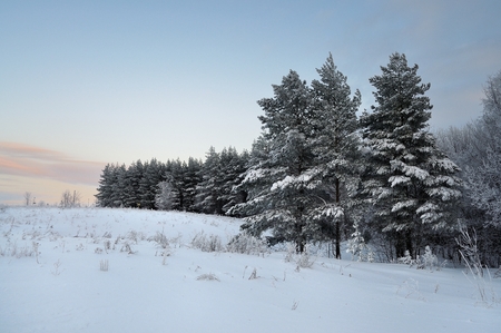 Trees in the snow are on the edge of the forestの写真素材
