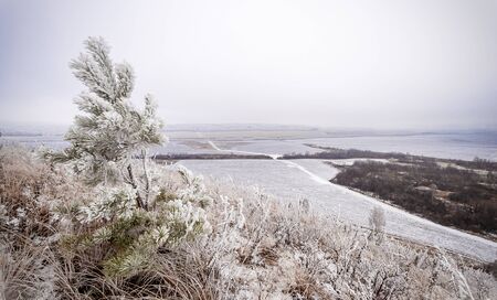 Small spruce on the hill in winterの写真素材