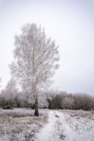 Trees covered with hoarfrost grow on the hillの写真素材