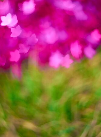 The background blur of pink and greenの写真素材