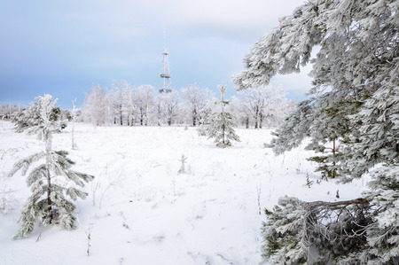 Small tree covered with white snow in the winterの写真素材