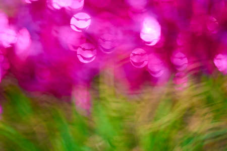 The background blur of pink and greenの写真素材