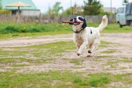 Russian Spaniel playing with a stick in the springの写真素材
