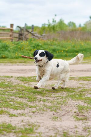 Russian Spaniel playing with a stick in the springの写真素材
