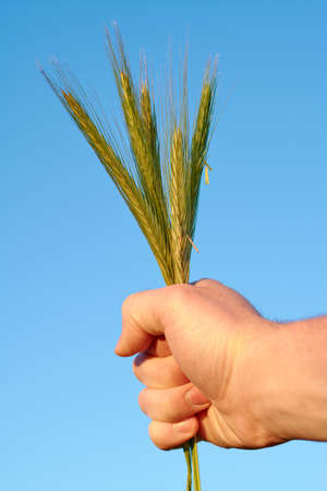Ears of wheat in the hand of a manの写真素材