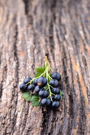 Branch of black currant on the old wooden tableの写真素材