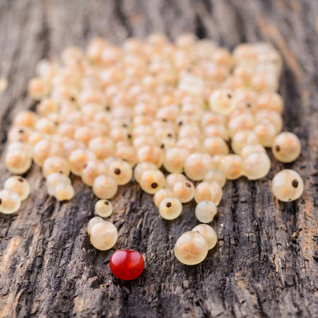 One red currant berries among white on a wooden table