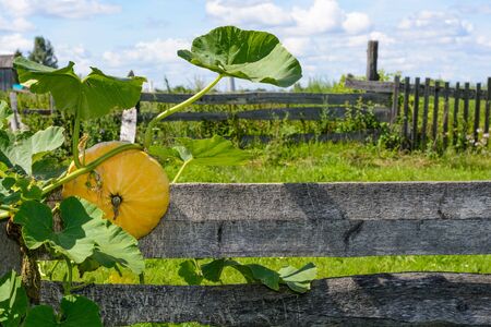 Yellow pumpkin hanging on the fence in the gardenの写真素材