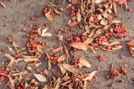 Leaves and fruits of mountain ash on the pavement under the rays of the autumn sunの写真素材