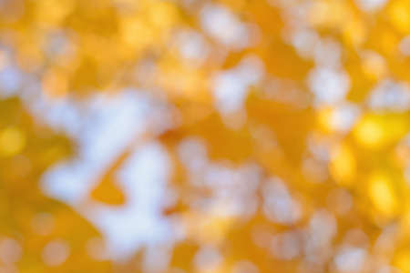 Blurred yellow leaves against the blue skyの写真素材