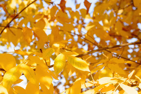 Trees in yellow autumn leaves at sunsetの写真素材