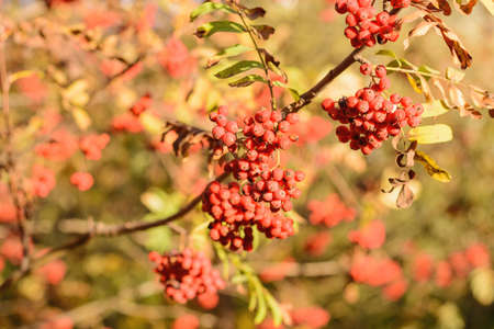 rowan tree in the park in the sunshine in autumnの写真素材