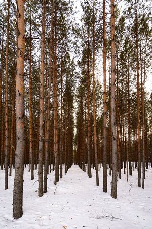Pine a forest in winter at sunset