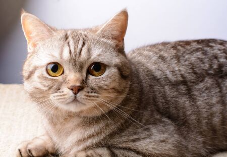 Cat of the British breed posing to the cameraの写真素材